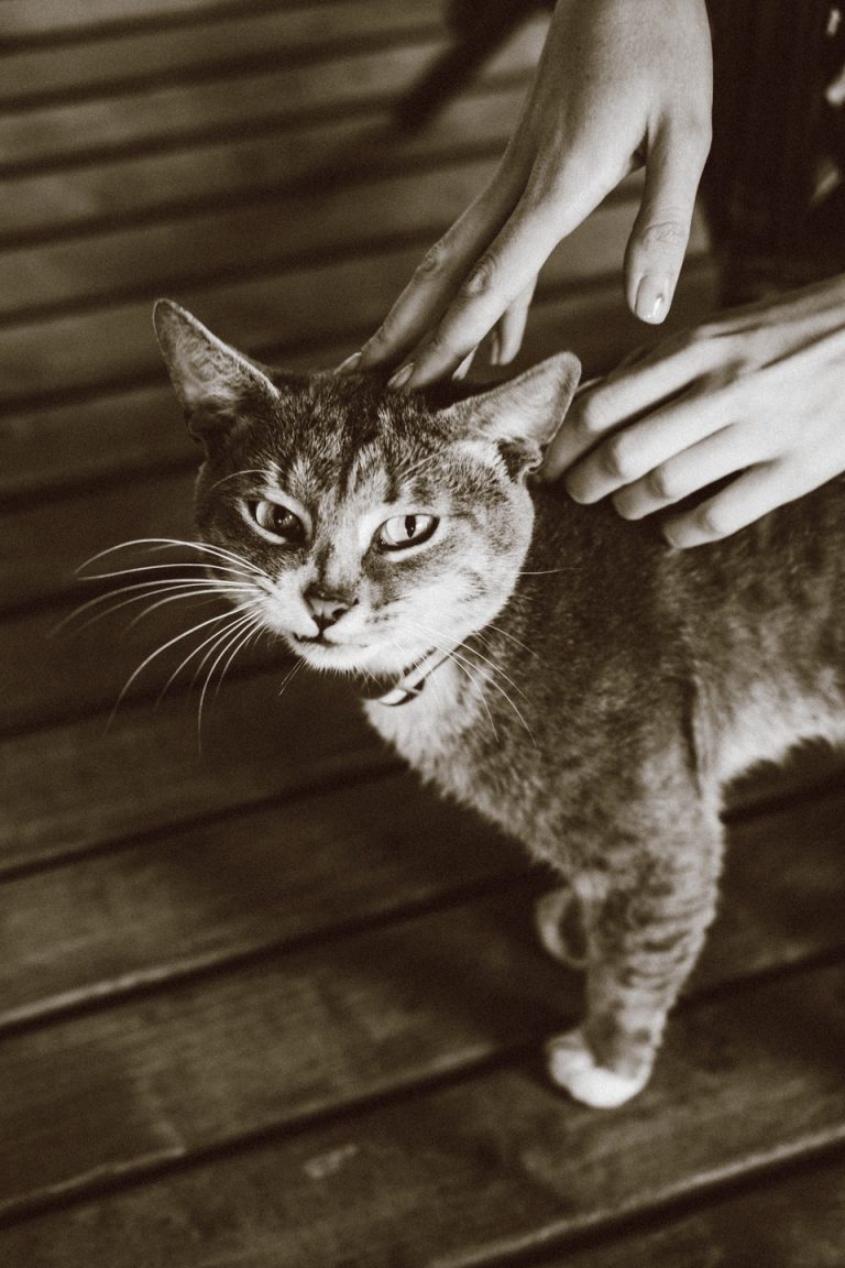 CAT, Фотограф Дарья Ухарцева